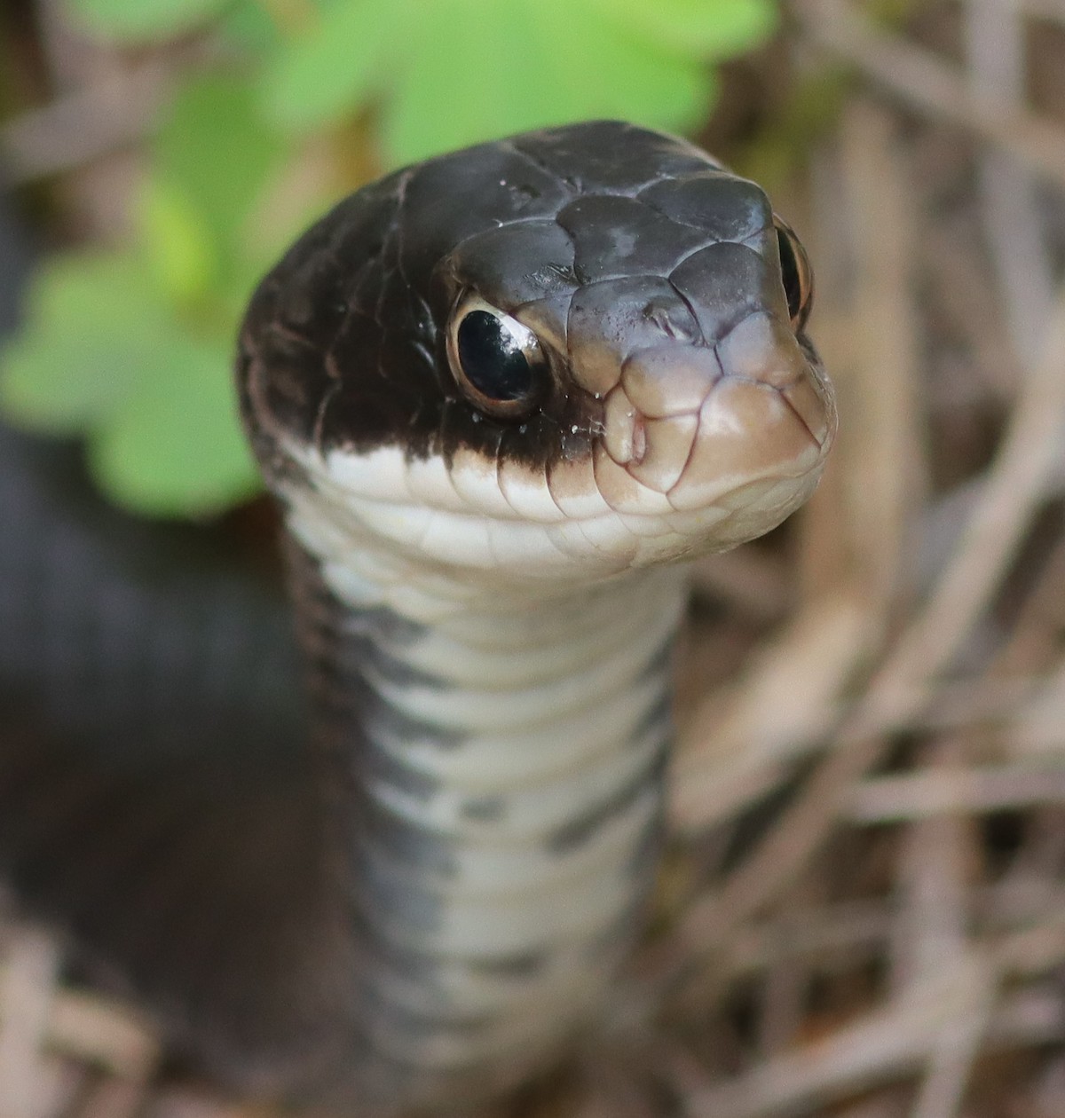Black Racer Snake At Fenney Nature Trail - Villages-News.com